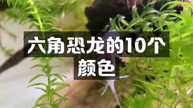 如何區分不同品種的六角恐龍？