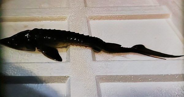 如何區分不同品種的六角恐龍？