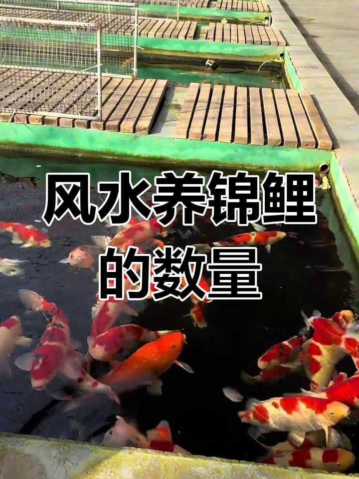 錦鯉養(yǎng)幾條最好最旺