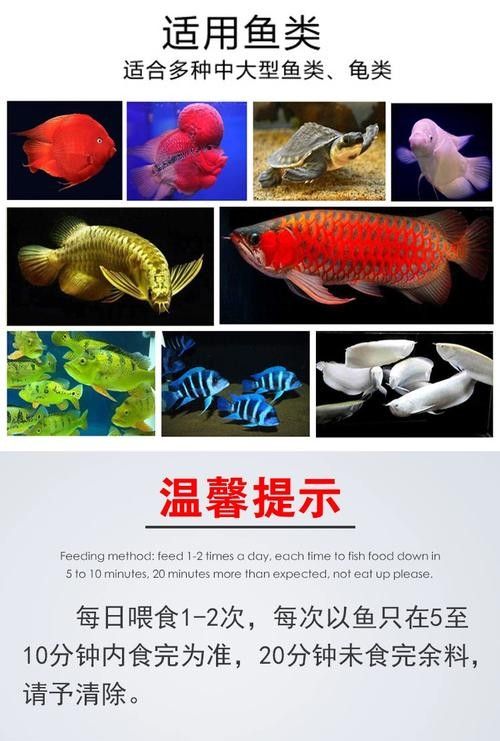 銀龍魚吃什么發(fā)色最好看圖片