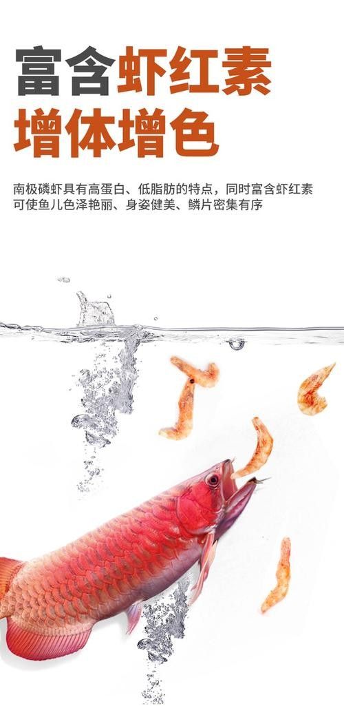 銀龍魚吃什么發(fā)色最好看圖片