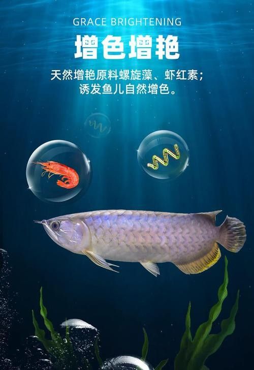 銀龍魚吃什么發(fā)色最好看圖片