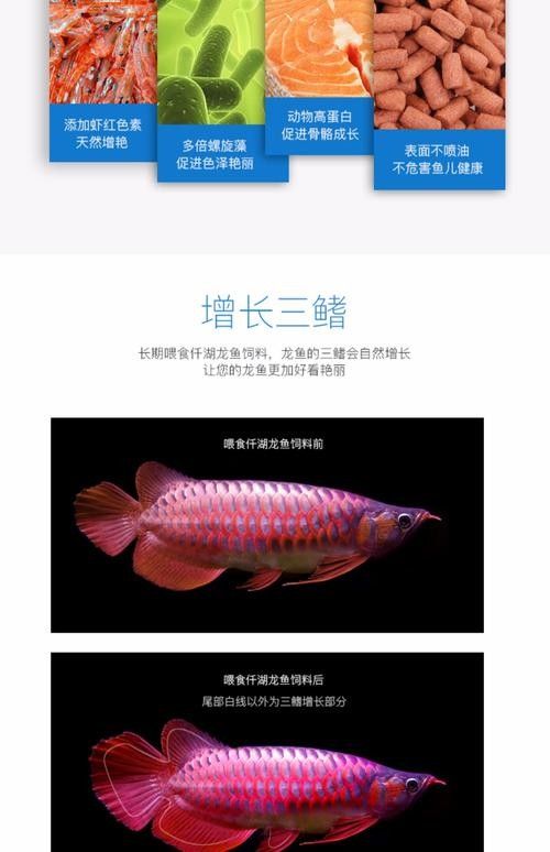 銀龍魚吃什么發(fā)色最好看圖片