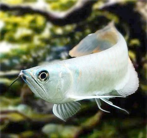 銀龍魚吃什么發(fā)色最好看圖片
