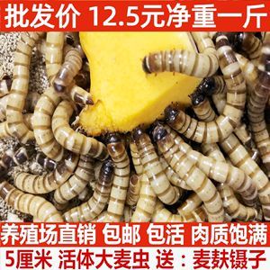金龍魚吃面包蟲的好處是什么：金龍魚吃面包蟲好嗎