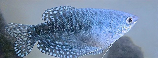 曼龍魚如何養(yǎng)