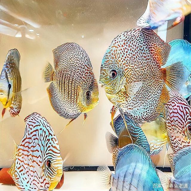 恐龍魚不吃飼料只吃紅蟲怎么辦呀圖片