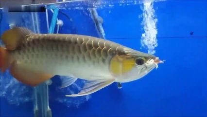 金龍魚鯊魚嘴什么意思【金龍魚鯊魚嘴型的寓意】