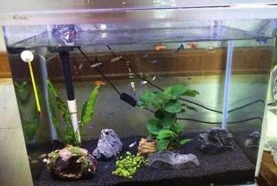 紅龍魚值錢嗎圖片大全大圖真實(shí)（紅龍魚值錢嗎圖片大全大圖真實(shí)高清）