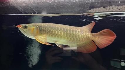紅龍魚魚鰭上有黑砂怎么回事啊，紅龍魚魚鰭上出現黑砂可能是由多種因素引起的