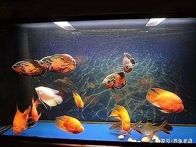 銀龍魚鸚鵡魚