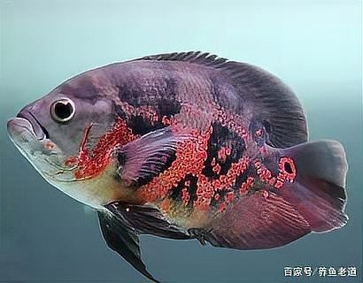 銀龍魚鸚鵡魚