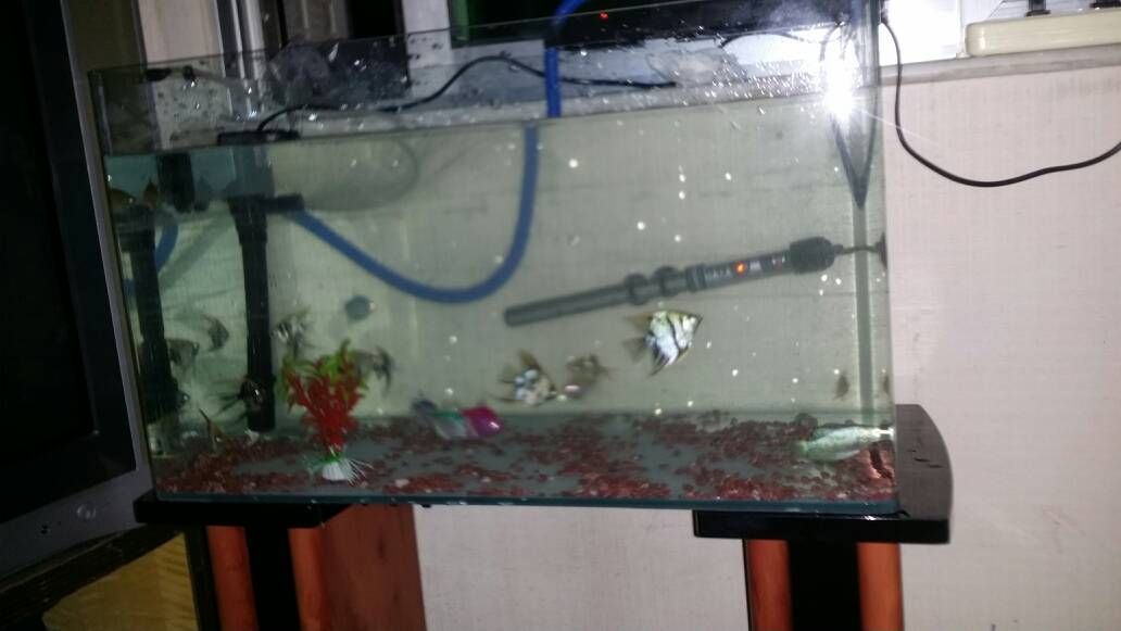 魚缸打氧機不出水怎么辦（打氧機進水管堵塞如何清理魚缸水質維護技巧）