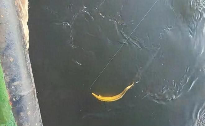 和金龍魚很像的魚叫什么魚