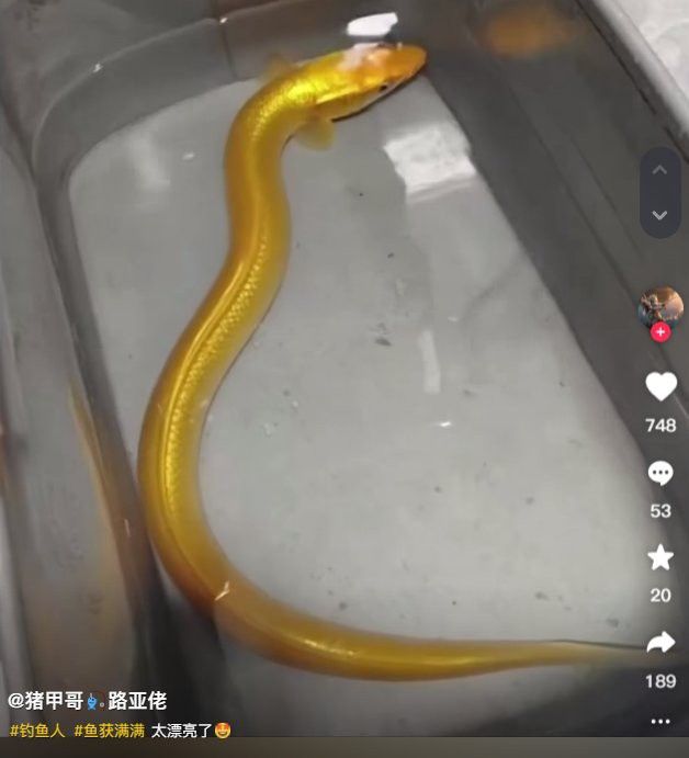 和金龍魚很像的魚叫什么魚