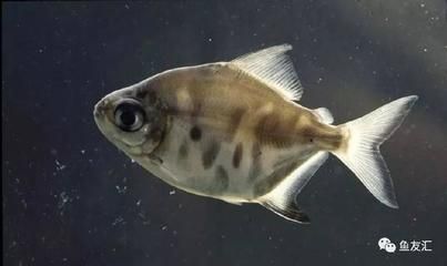 銀板魚和龍魚混養好不好：銀板魚可以和龍魚混養嗎？