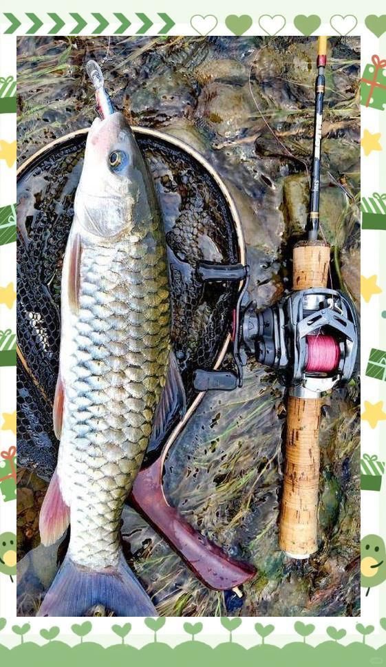 軍魚國家二級