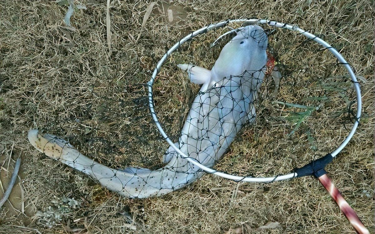 軍魚國家二級