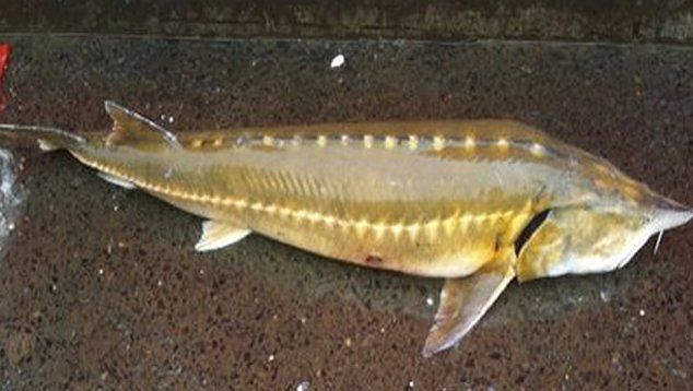 軍魚國家二級