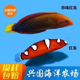海水紅龍魚鉆沙：海水紅龍魚的鉆沙行為及其對水質和環境潛在影響，海水紅龍魚飼養要點