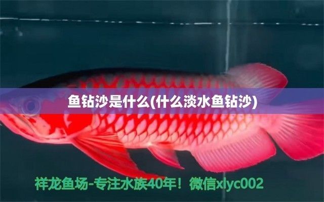 海水紅龍魚鉆沙：海水紅龍魚的鉆沙行為及其對水質和環境潛在影響，海水紅龍魚飼養要點