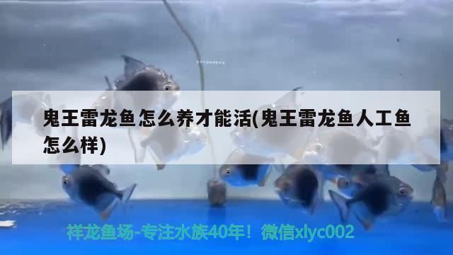 海水紅龍魚鉆沙：海水紅龍魚的鉆沙行為及其對水質和環境潛在影響，海水紅龍魚飼養要點