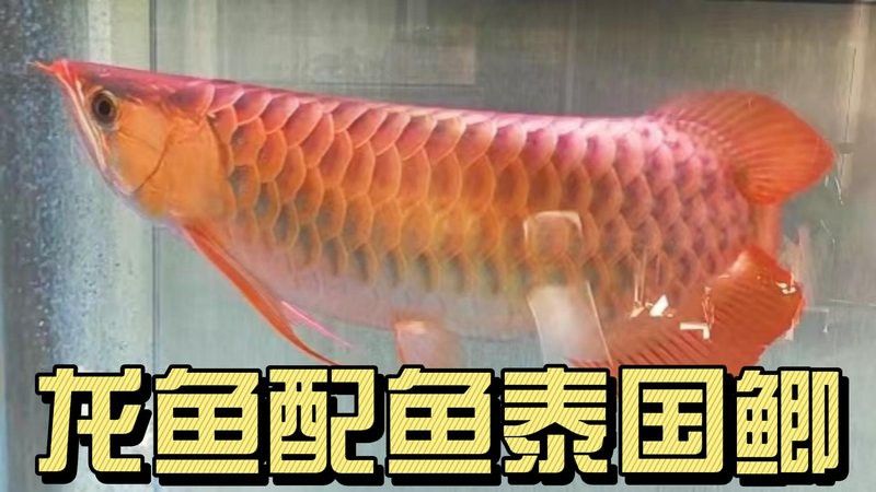 泰國鯽魚和金龍魚混養好嗎