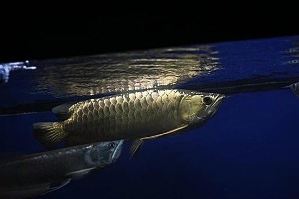 銀鼓魚(yú)和銀龍魚(yú)混養(yǎng)