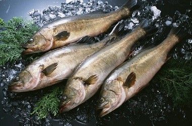 雪龍魚(yú)冷藏保存的最佳溫度：雪龍魚(yú)冷凍保存技巧