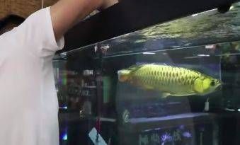 龍魚麻醉后鱗片變色了怎么回事：龍魚麻醉后鱗片變色怎么辦