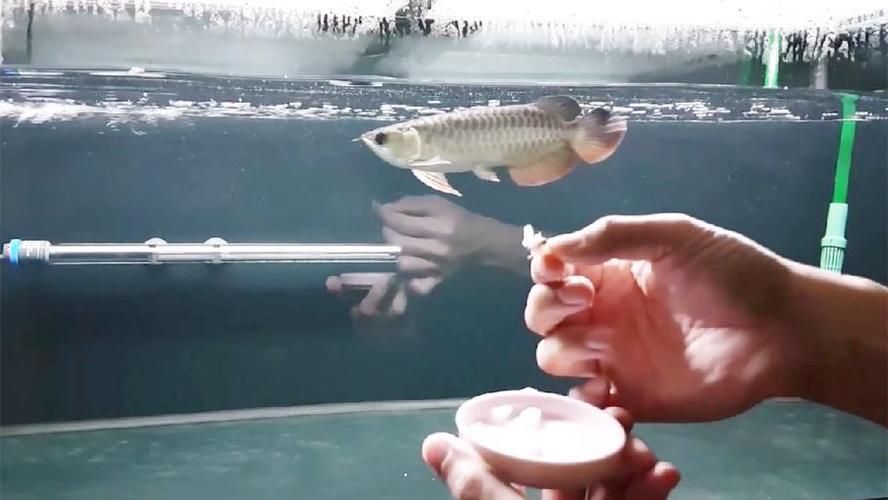 龍魚怎么訓(xùn)練視頻：如何訓(xùn)練龍魚