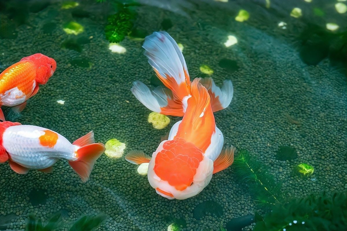 銀龍魚越養顏色越深嗎