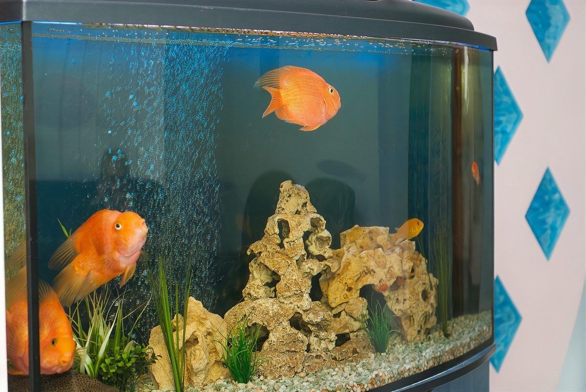 銀龍魚越養顏色越深嗎