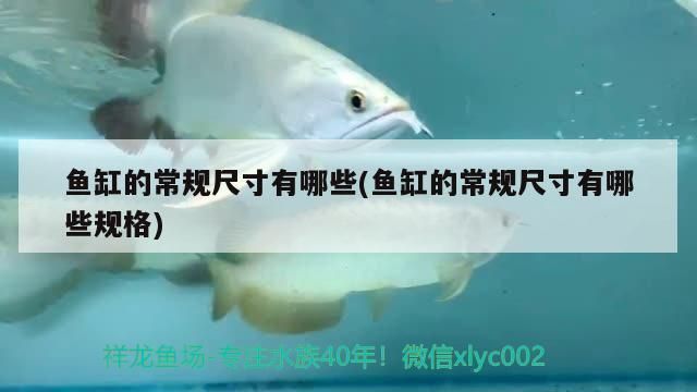 魚缸過濾泵安裝教程 使用方法視頻（過濾泵維護周期過濾棉更換技巧）