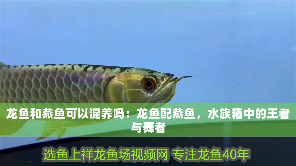 龍魚和燕魚可以混養嗎：龍魚配燕魚，水族箱中的王者與舞者