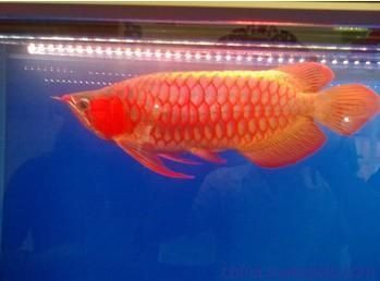 各類龍魚燈測評：led龍魚燈與傳統燈對比紅龍專用燈效果評測