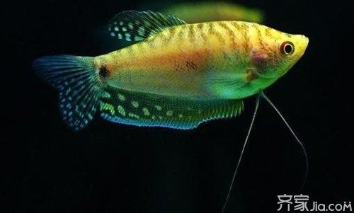 如何提高曼龍魚的繁殖成功率？