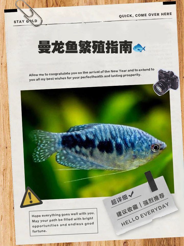 如何提高曼龍魚的繁殖成功率？