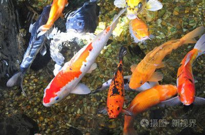 錦鯉魚和金龍魚適合混養嗎？：錦鯉魚和金龍魚并不適合一起混養