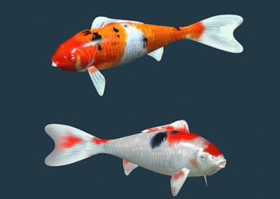 錦鯉魚和金龍魚適合混養嗎？：錦鯉魚和金龍魚并不適合一起混養