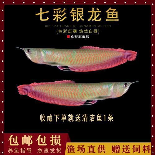 七彩銀龍魚圖片身體