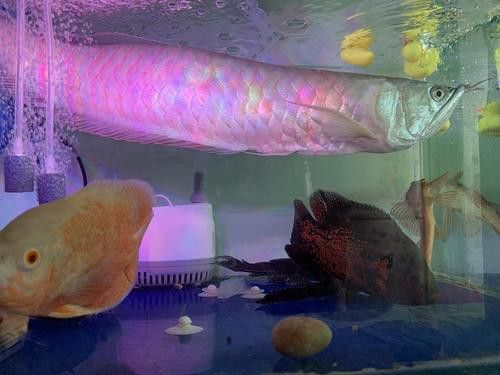 七彩銀龍魚圖片身體