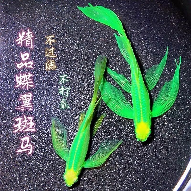 七彩銀龍魚圖片身體