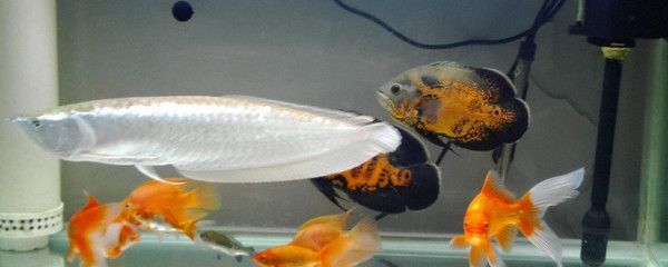 80缸養銀龍魚（80公分的魚缸可以養銀龍魚嗎銀龍魚飼養需要注意的事項）