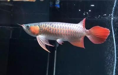 金龍魚紅眼