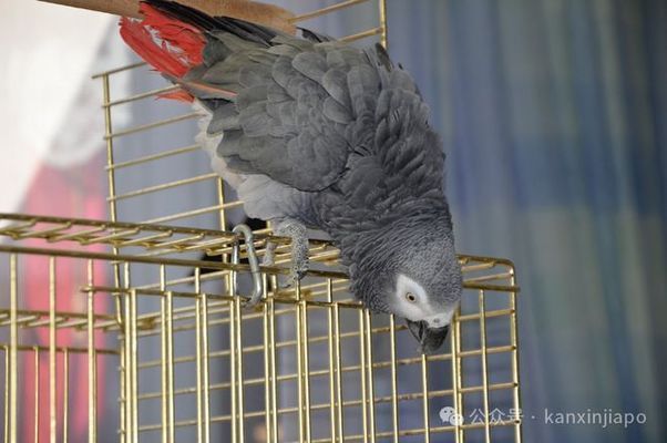 進口龍魚回國需要什么手續和證件呢：進口龍魚回國所需的手續和證件