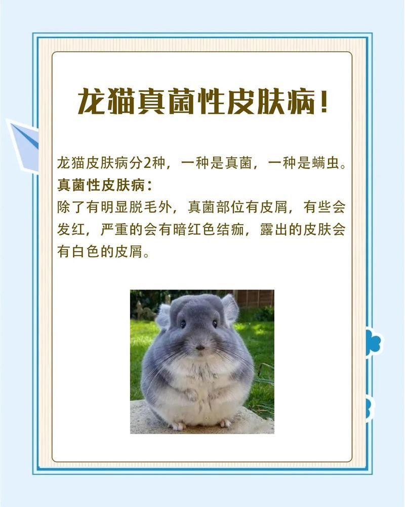 龍貓真菌感染會自愈嗎？