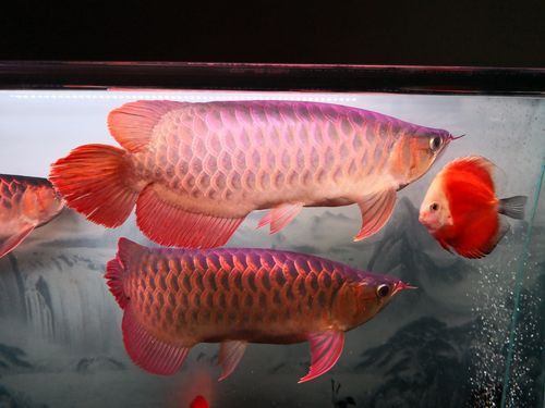 金龍魚與紅龍魚可以混養(yǎng)嗎圖片