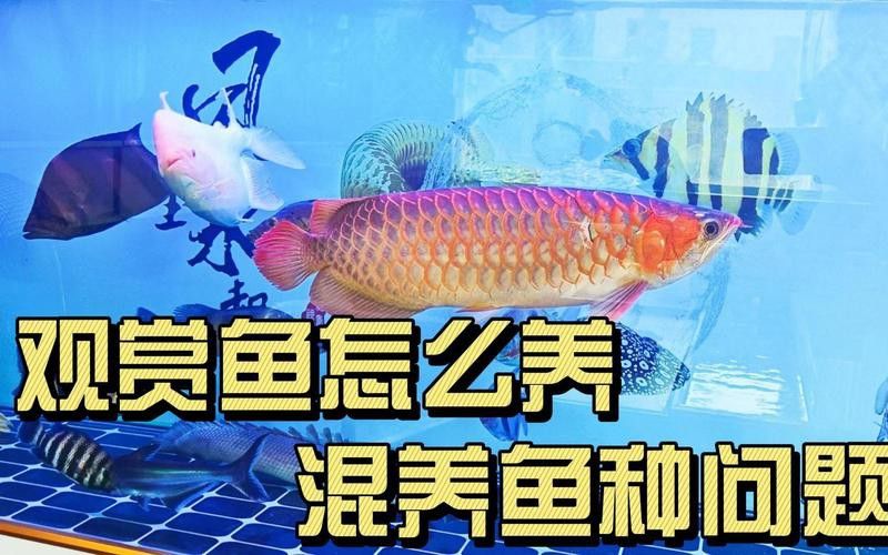 金龍魚與紅龍魚可以混養(yǎng)嗎圖片