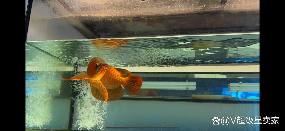 金龍魚與紅龍魚可以混養(yǎng)嗎圖片